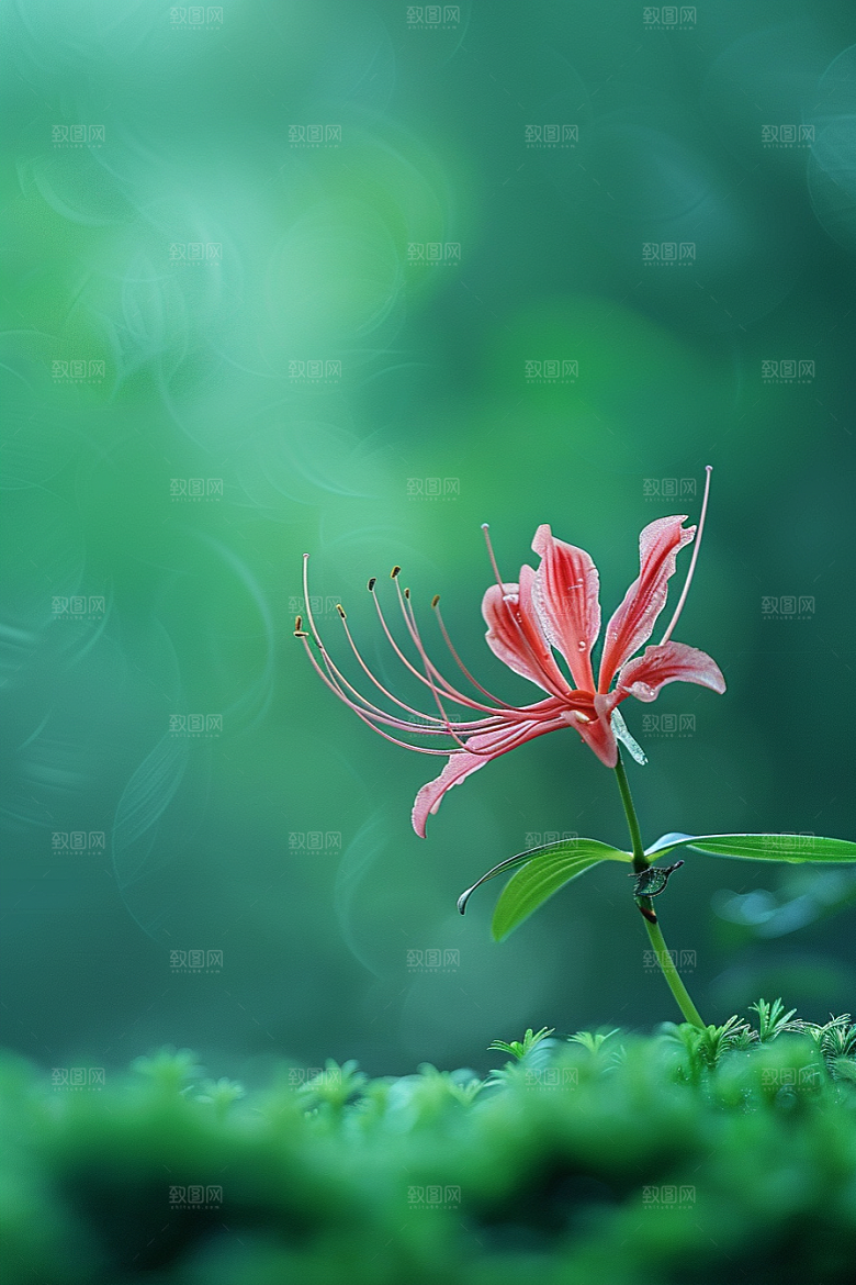 彼岸花花朵自然摄影图