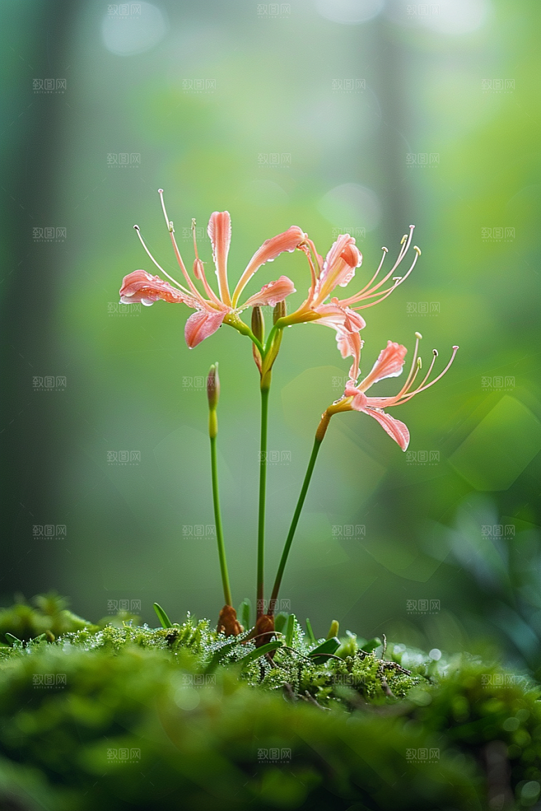 彼岸花唯美植物摄影图
