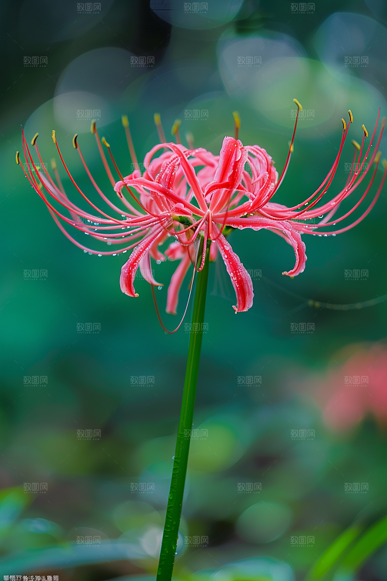 彼岸花石蒜冥界之花摄影图