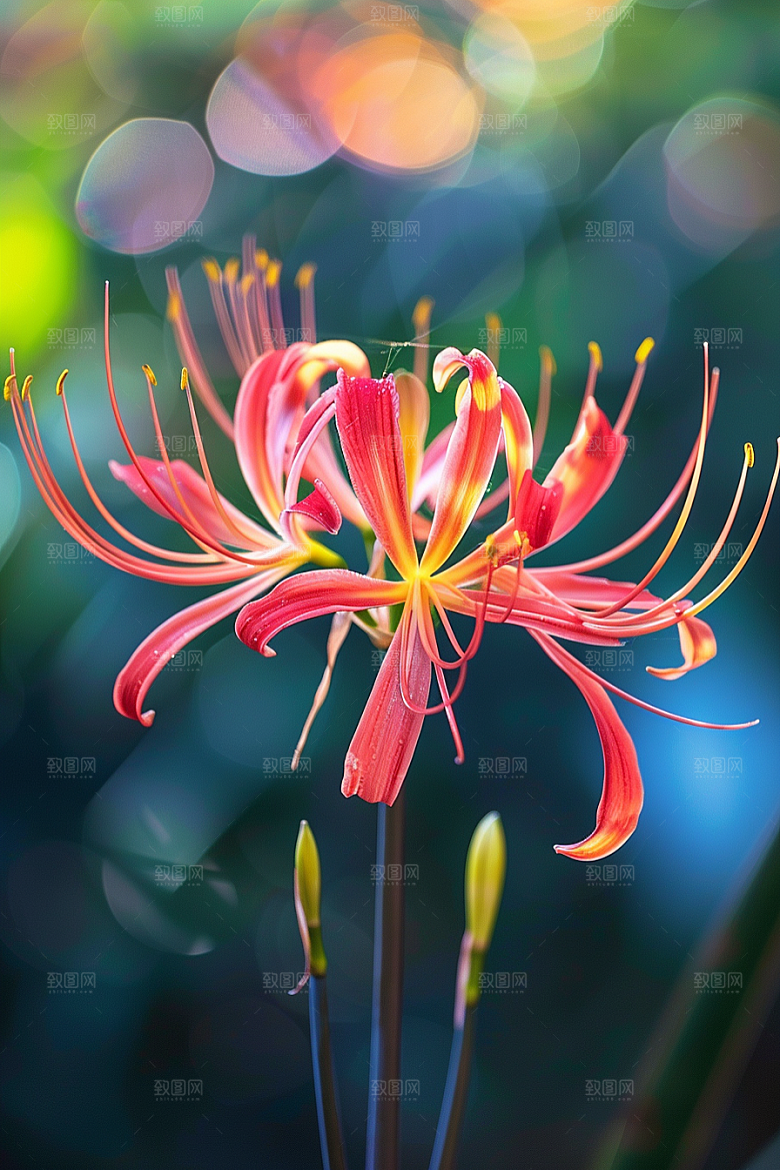 彼岸花唯美花朵摄影图