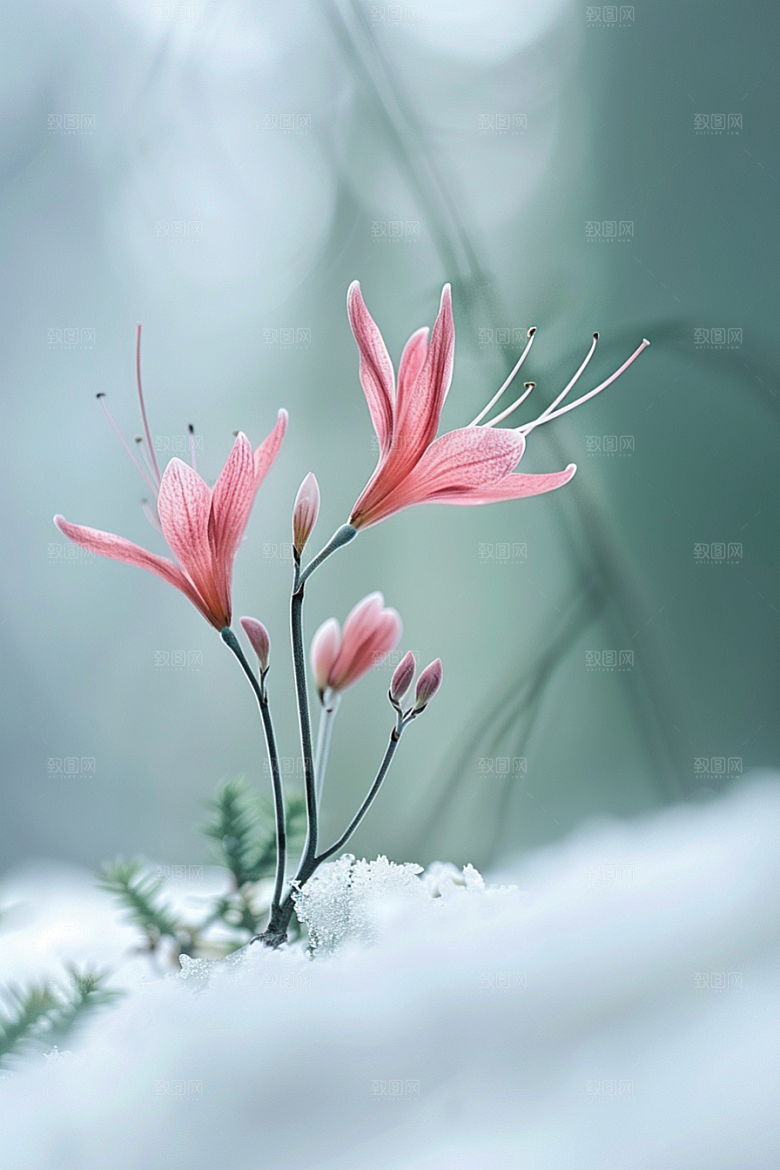 彼岸花植物花卉摄影图