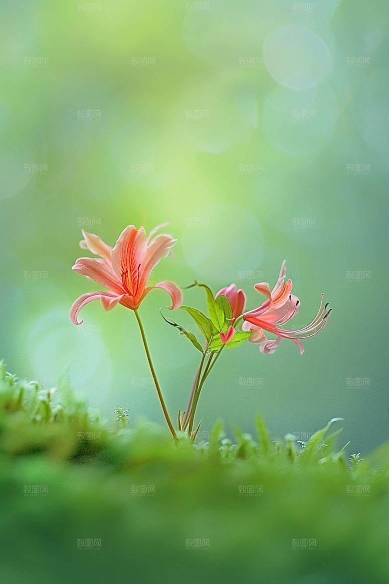彼岸花冥界之花石蒜摄影图
