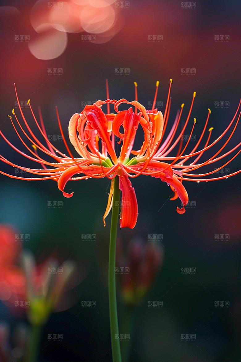 彼岸花特写花朵摄影图
