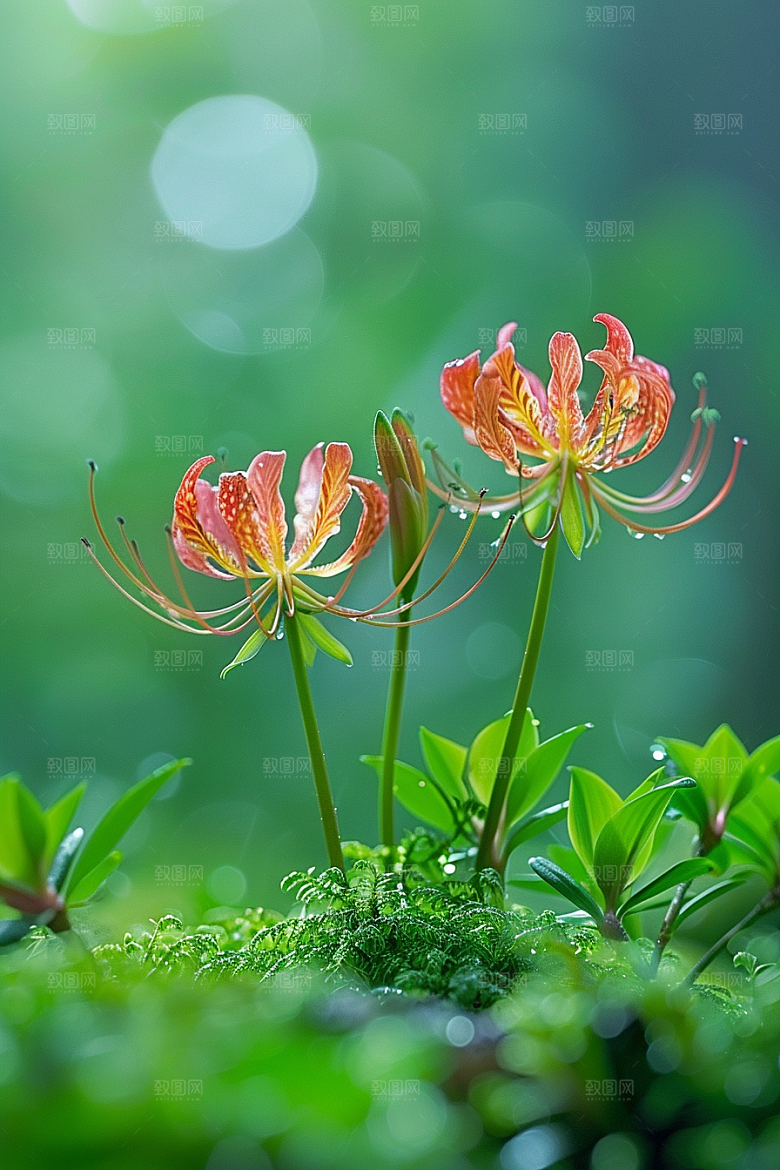 彼岸花曼殊沙华石蒜摄影图