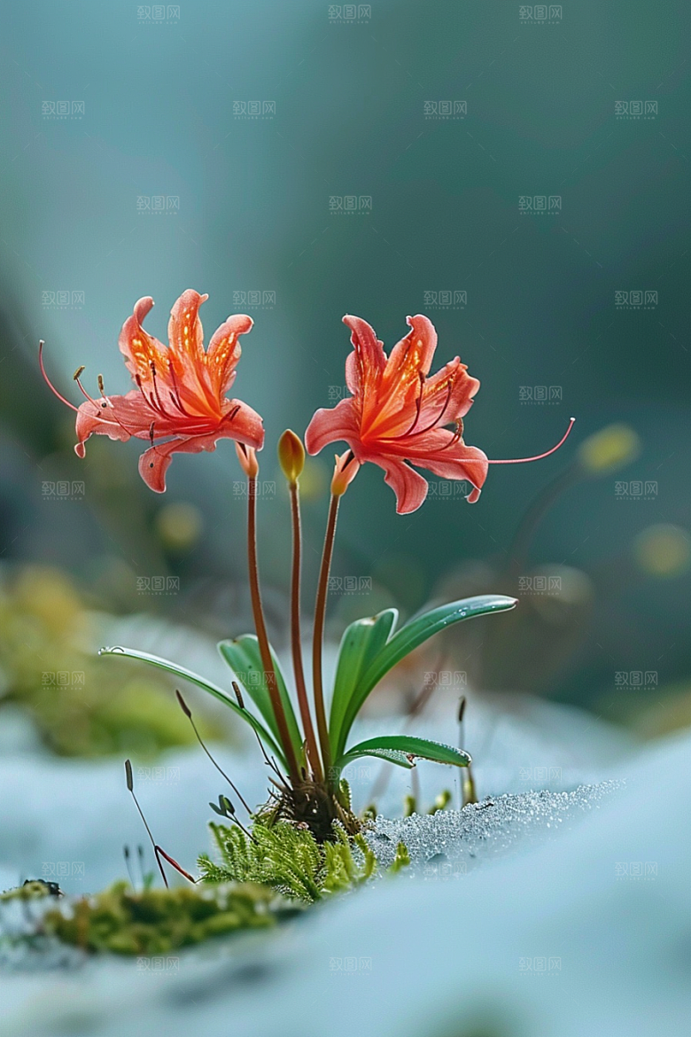 彼岸花植物特写摄影图