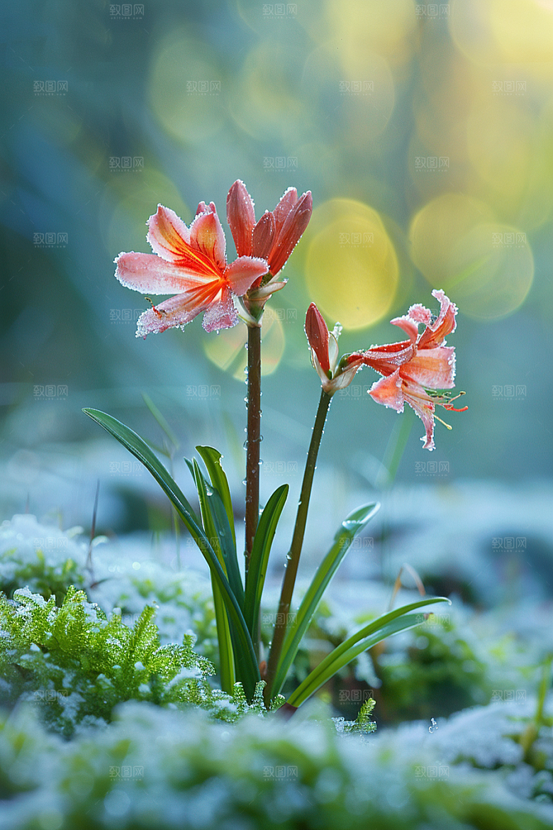 彼岸花花朵优雅摄影图