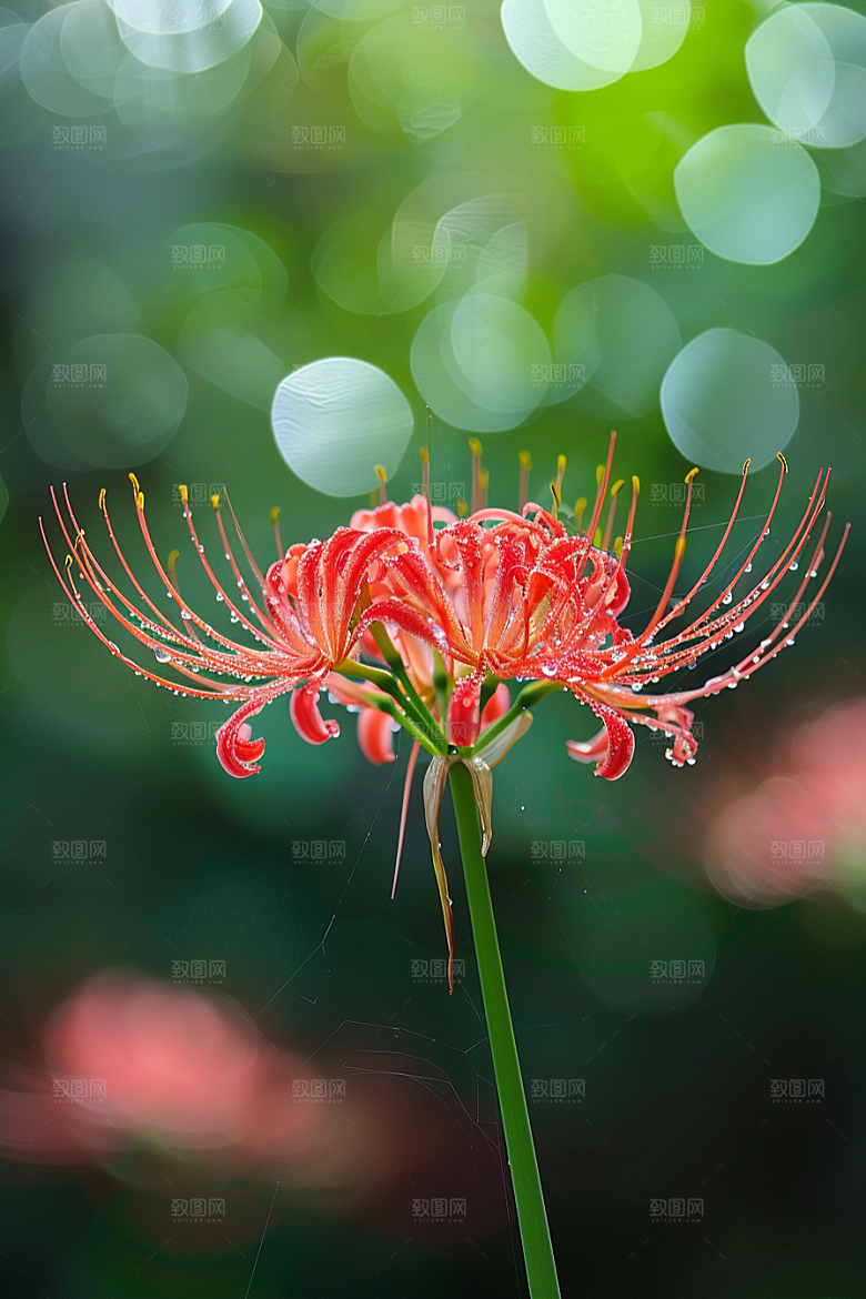 彼岸花特写冥界之花摄影图