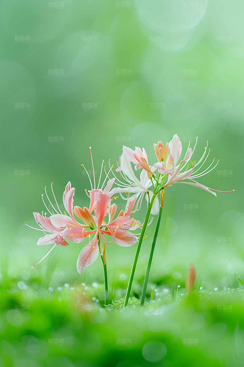 彼岸花唯美花朵摄影图