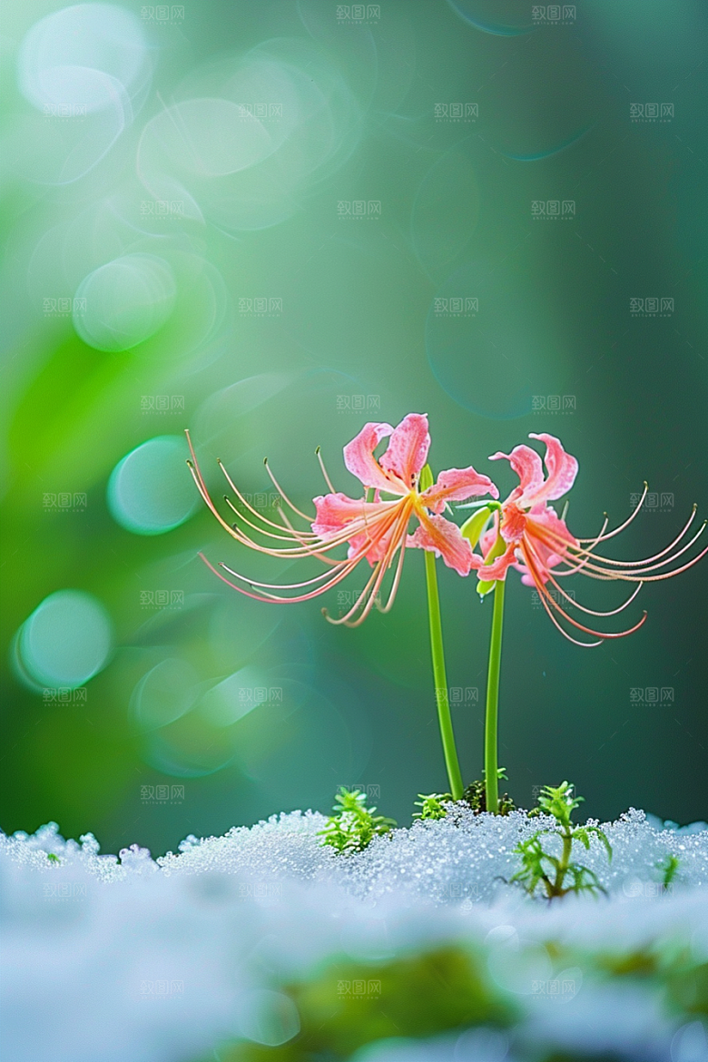 彼岸花曼殊沙华冥界之花摄影图