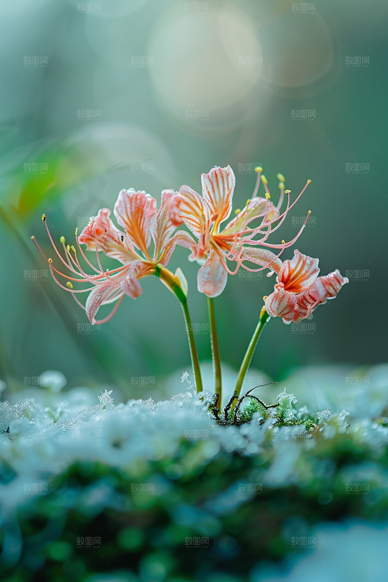 彼岸花花朵石蒜摄影图