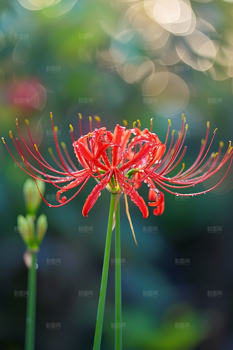 彼岸花高清冥界之花摄影图