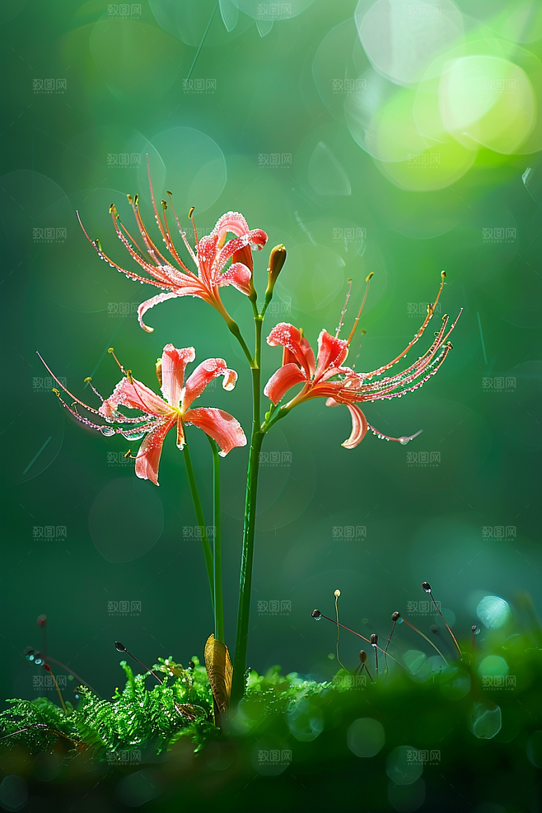 彼岸花初夏石蒜摄影图