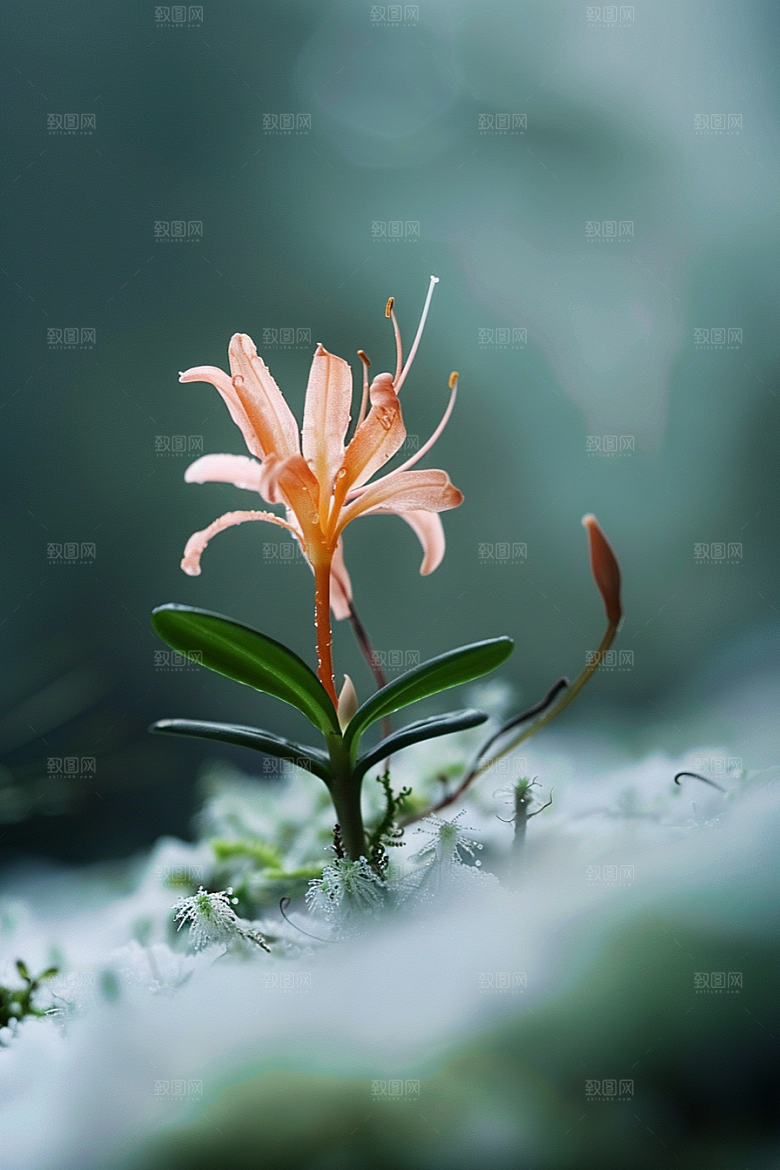 彼岸花冥界之花石蒜摄影图