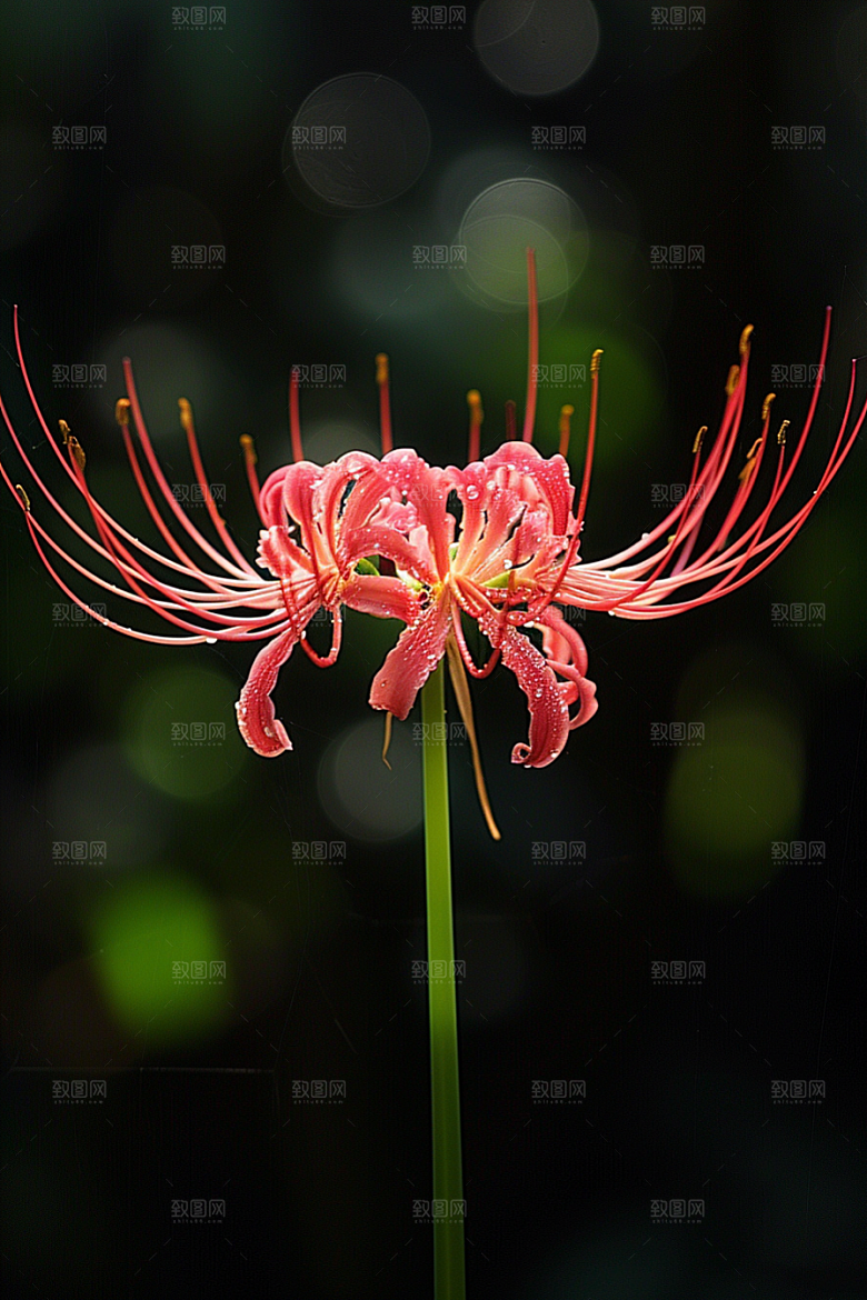 彼岸花植物冥界之花摄影图