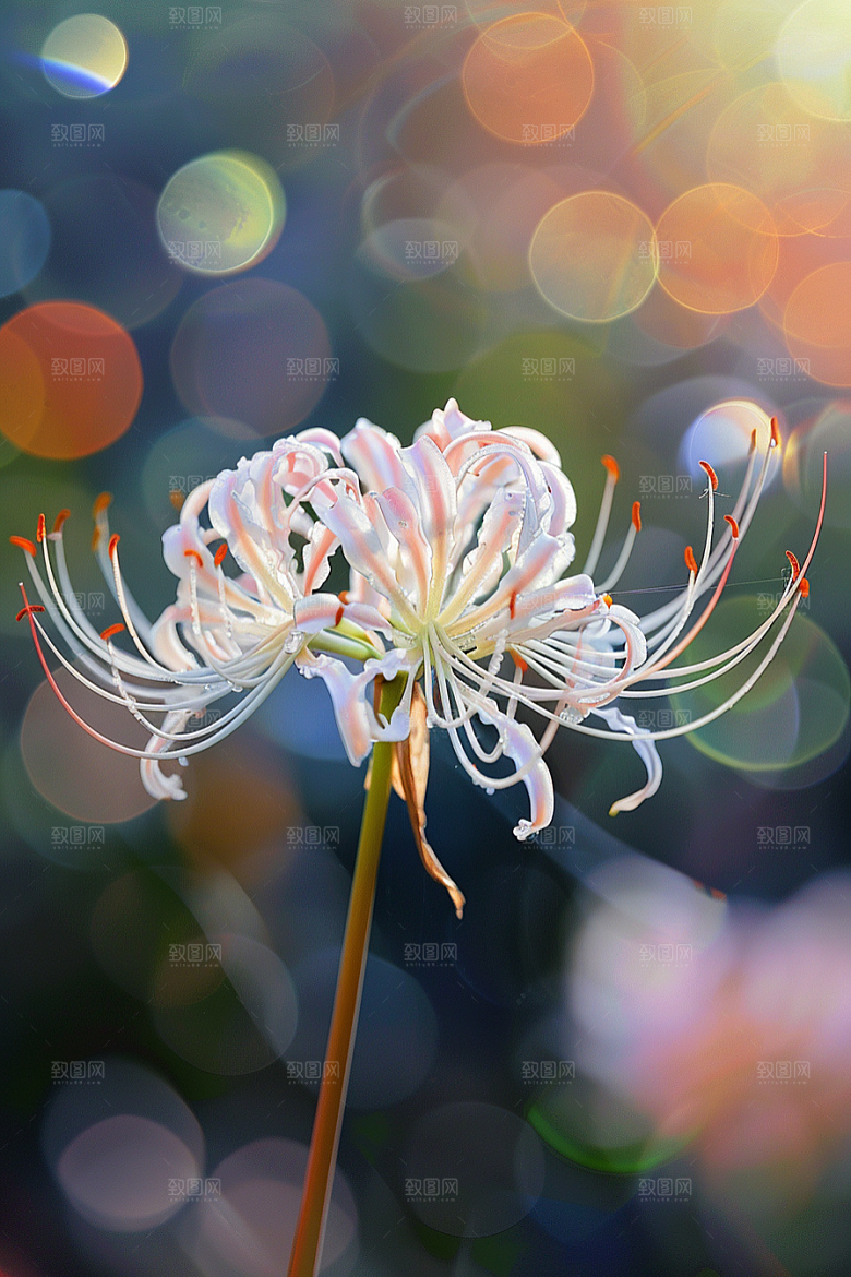 彼岸花花卉特写摄影图