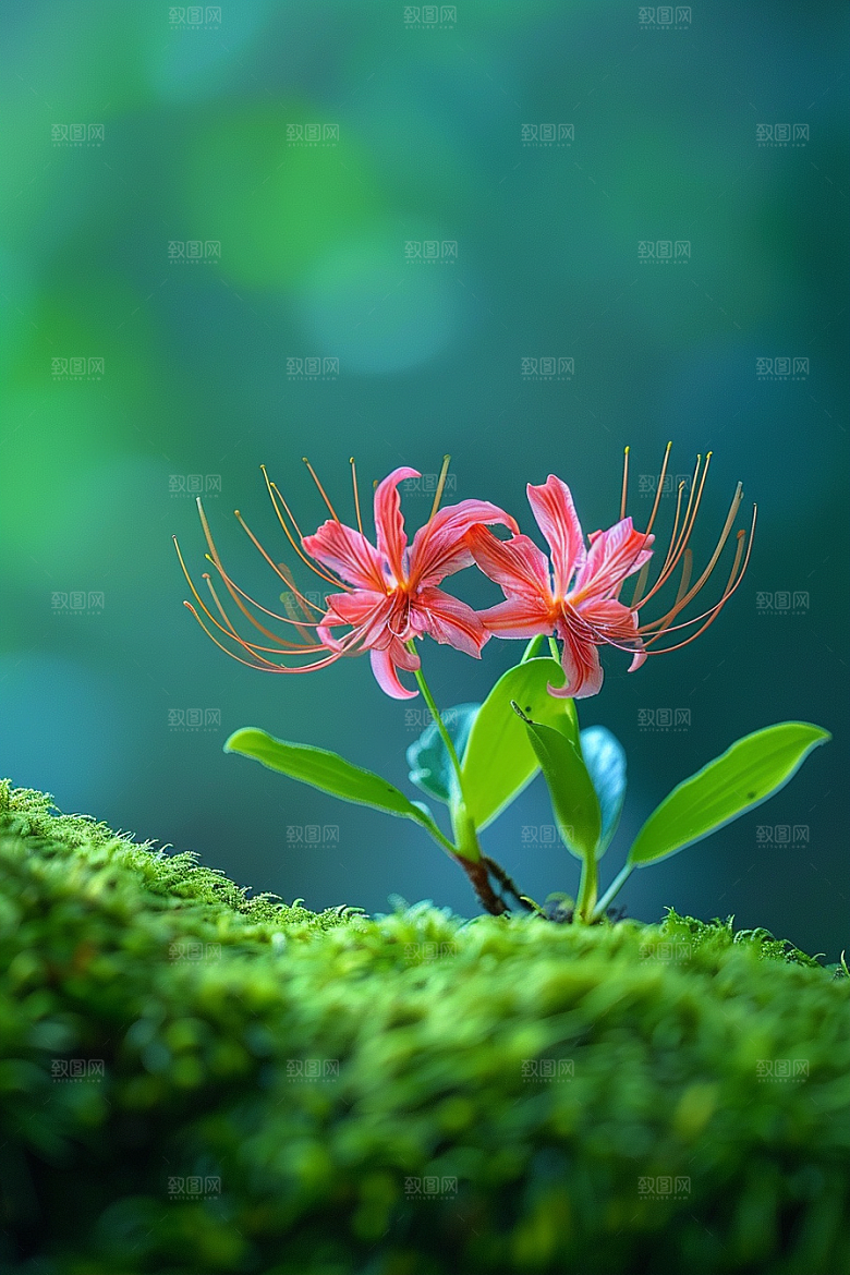 彼岸花特写高清摄影图