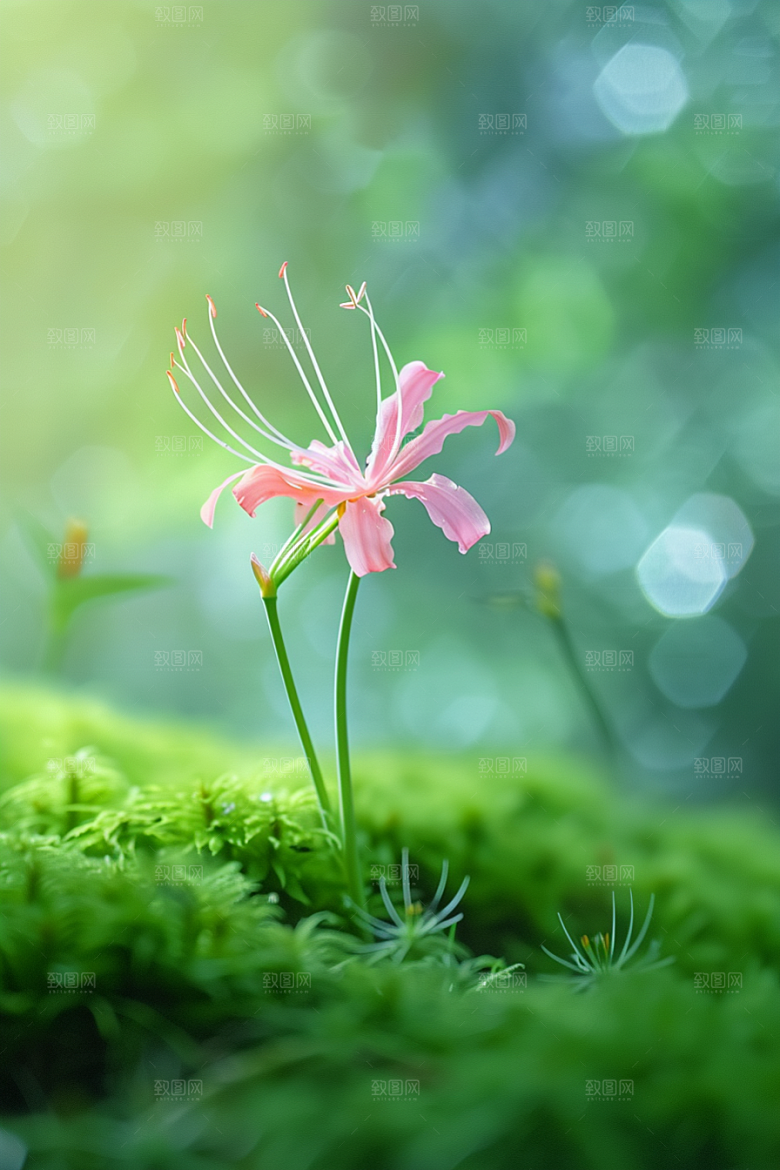 彼岸花植物冥界之花摄影图