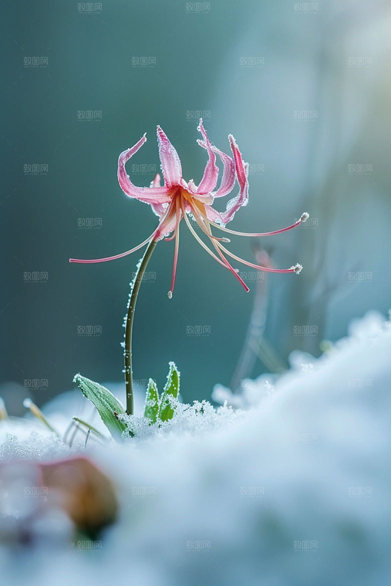 彼岸花优雅特写摄影图