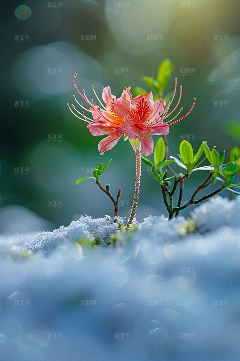 彼岸花高清植物摄影图