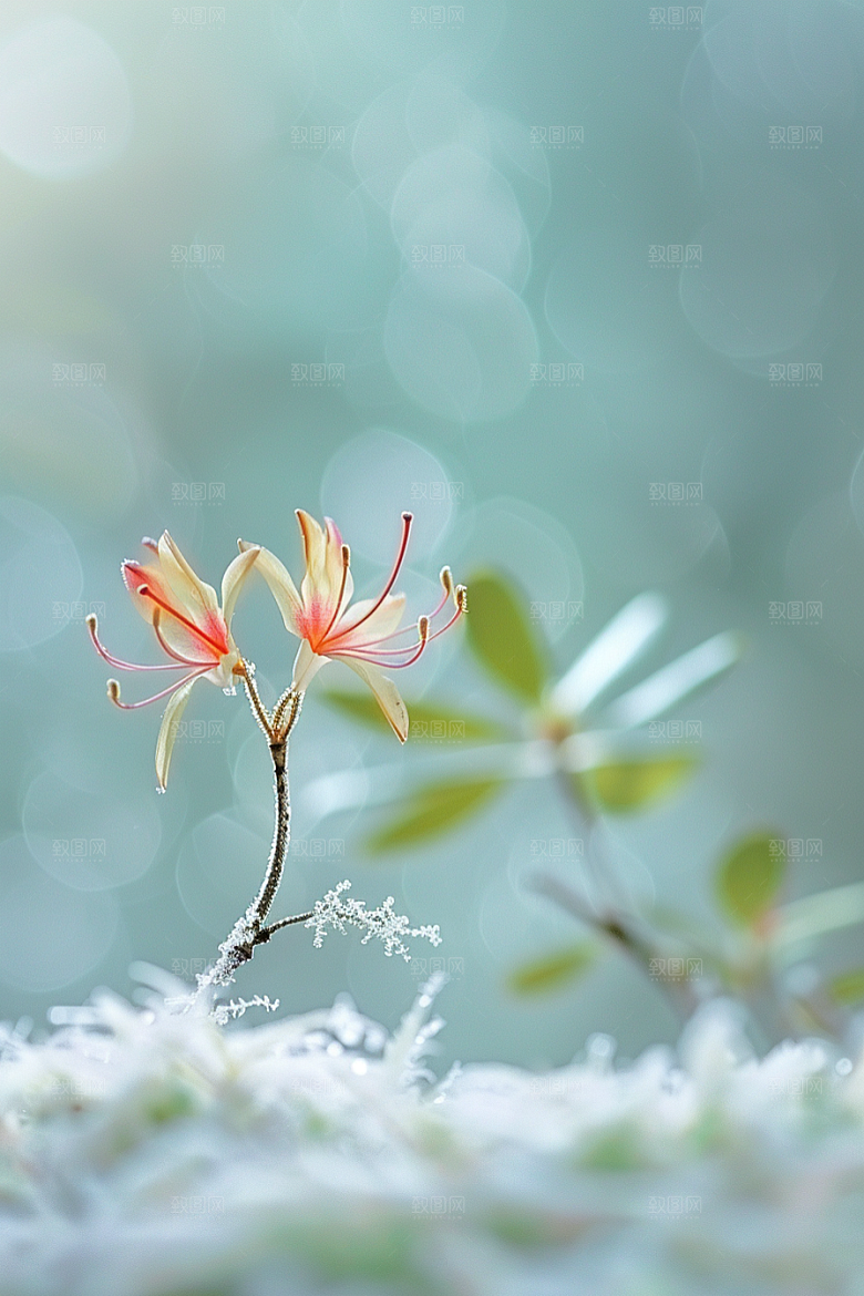 彼岸花高清植物摄影图