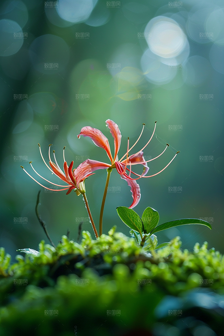 彼岸花曼殊沙华花朵摄影图