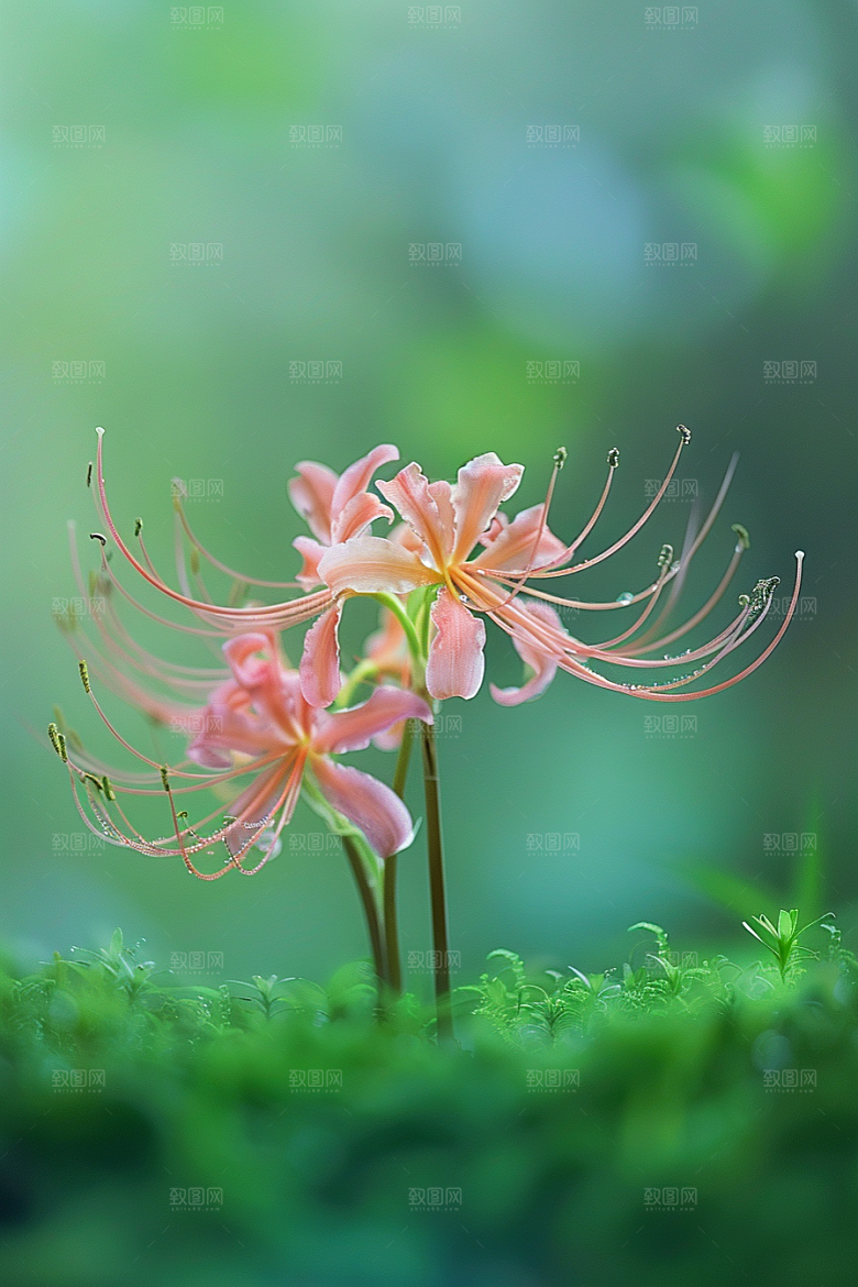 彼岸花曼殊沙华石蒜摄影图
