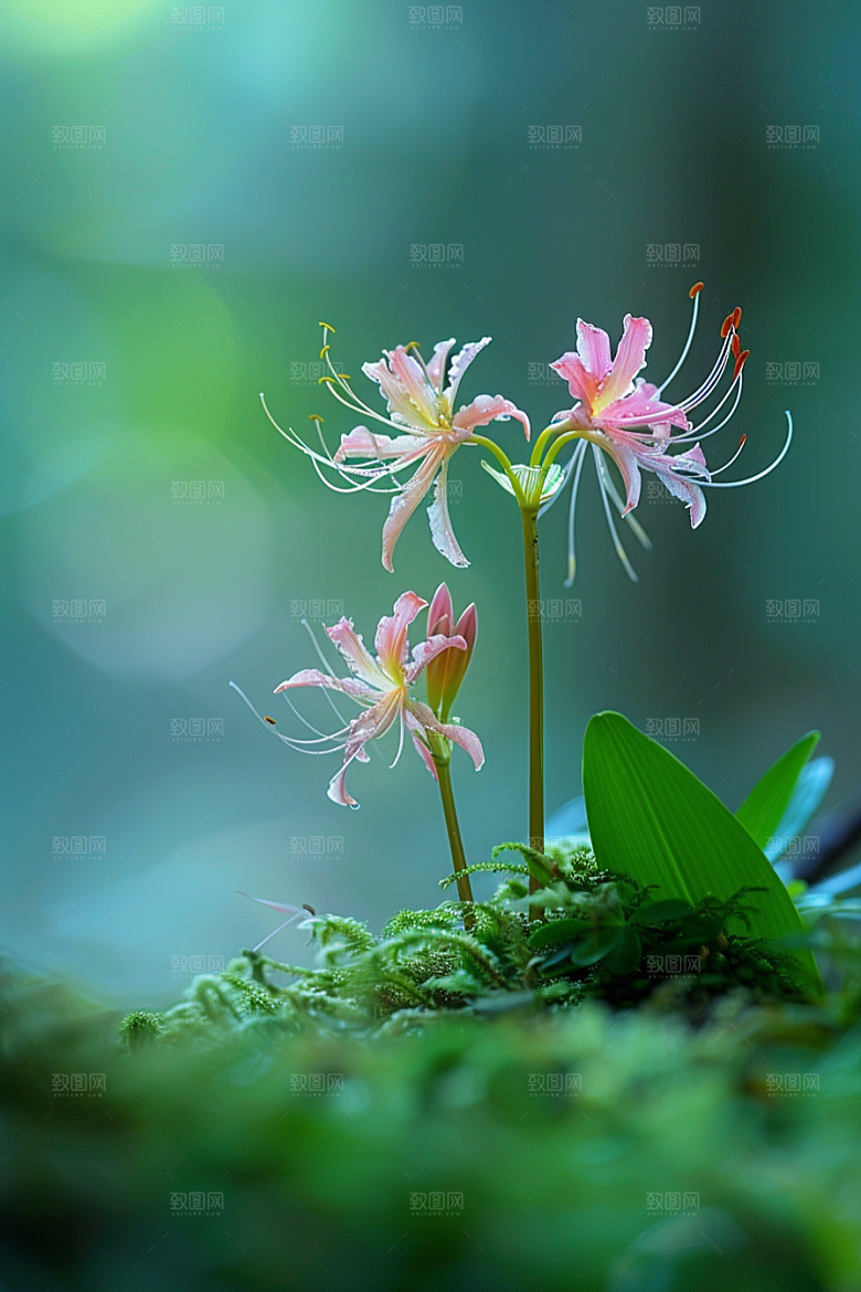 彼岸花唯美石蒜摄影图