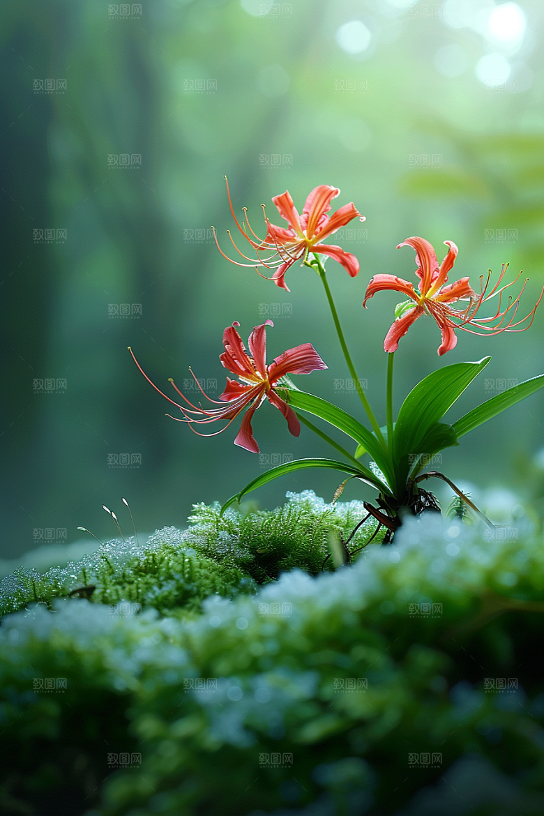 彼岸花高清花朵摄影图