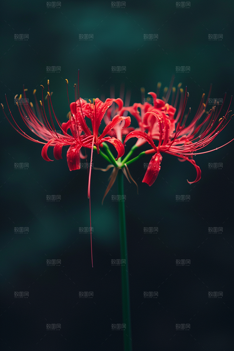 彼岸花优雅植物摄影图