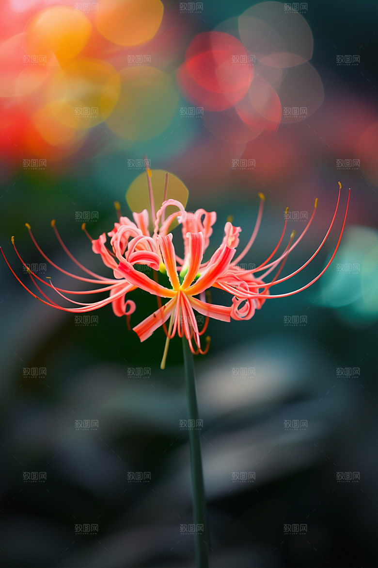 彼岸花石蒜特写摄影图