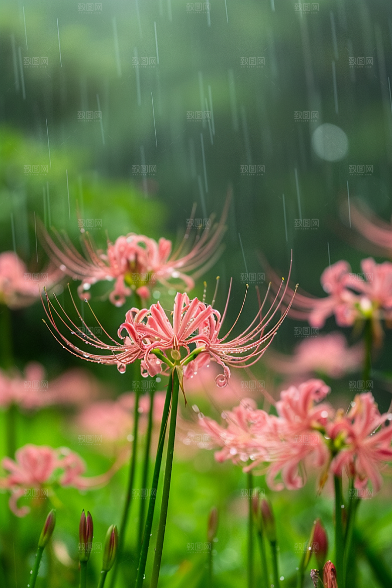 彼岸花花朵特写摄影图