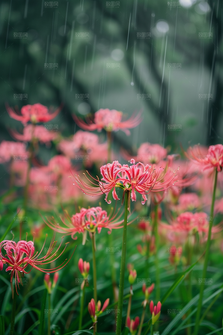 彼岸花高清特写摄影图