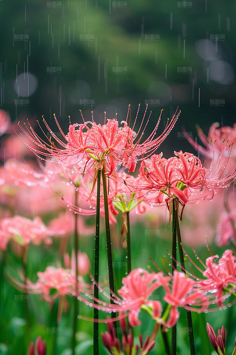 彼岸花自然石蒜摄影图