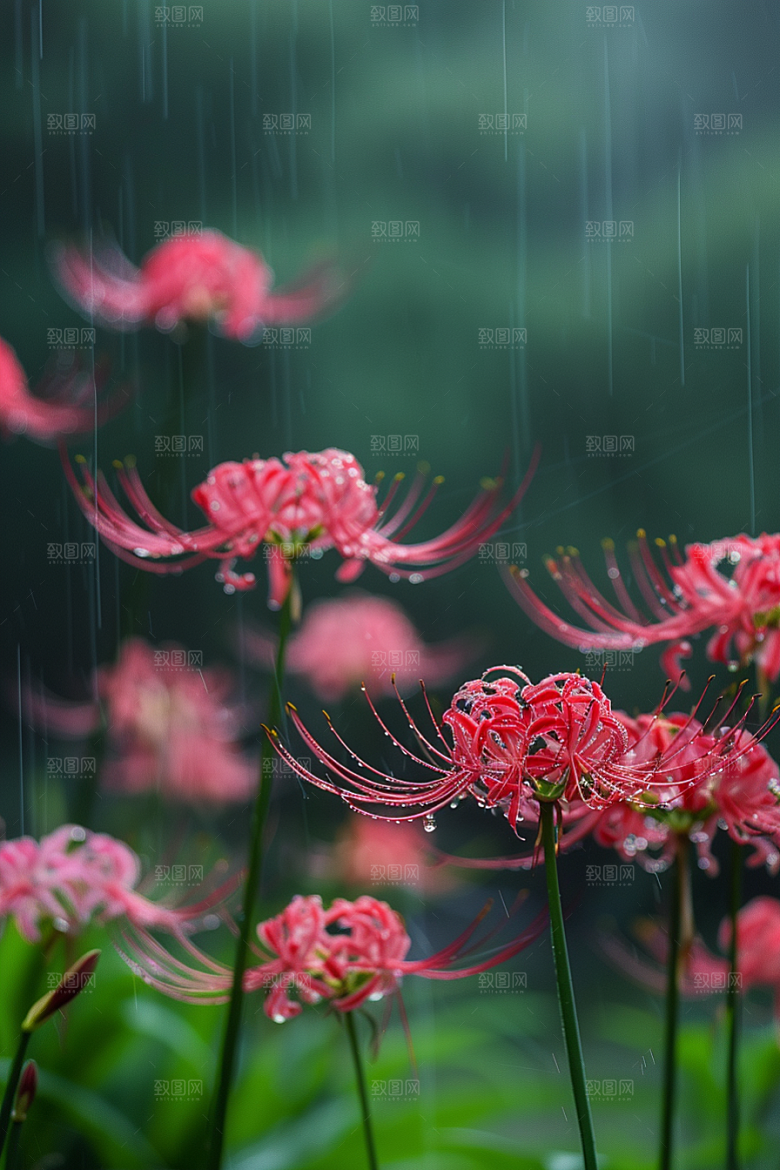 彼岸花曼殊沙华冥界之花摄影图