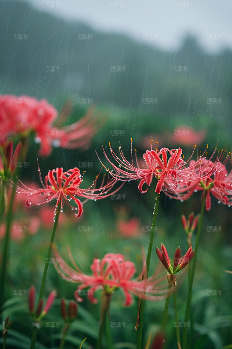 彼岸花花朵自然摄影图