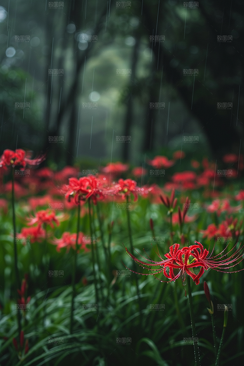 彼岸花曼殊沙华优雅摄影图