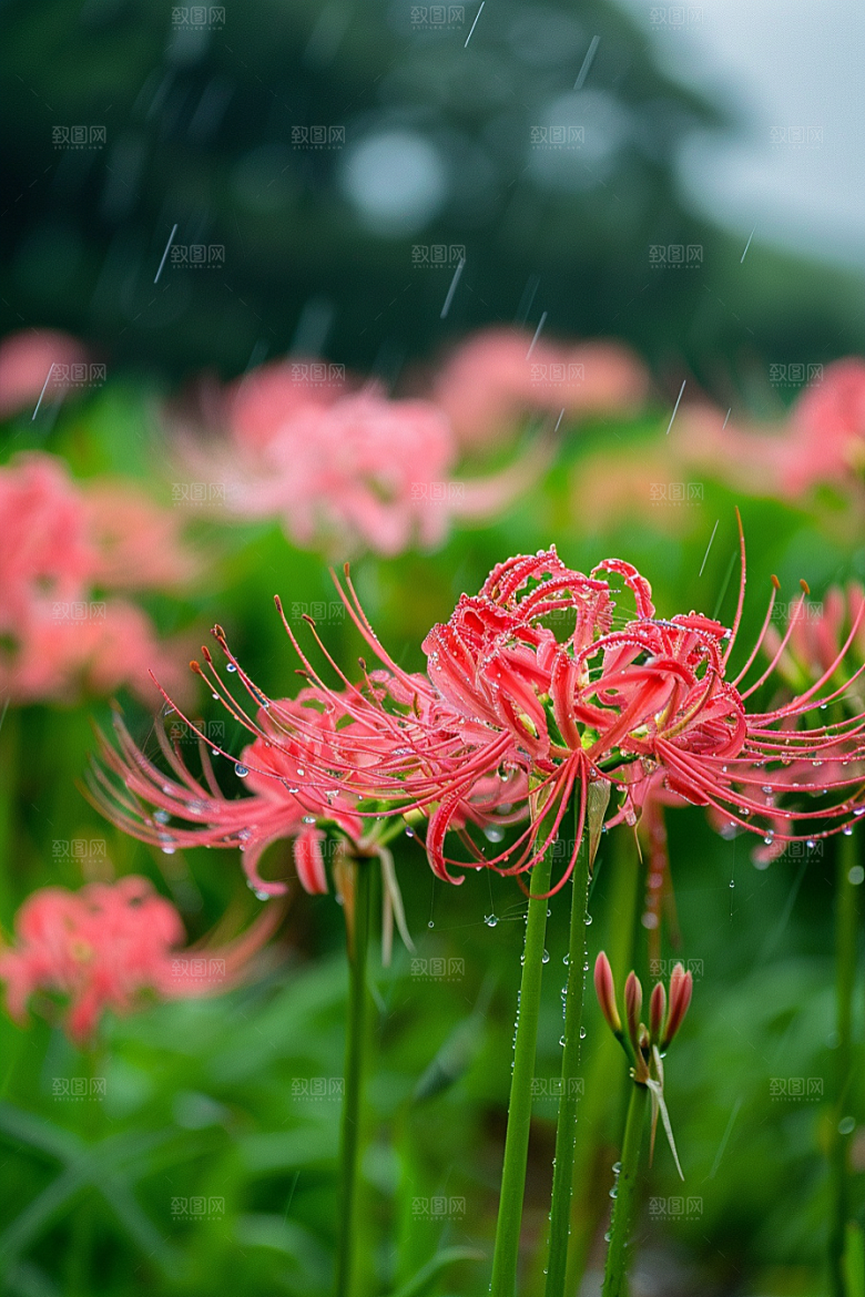 彼岸花自然石蒜摄影图