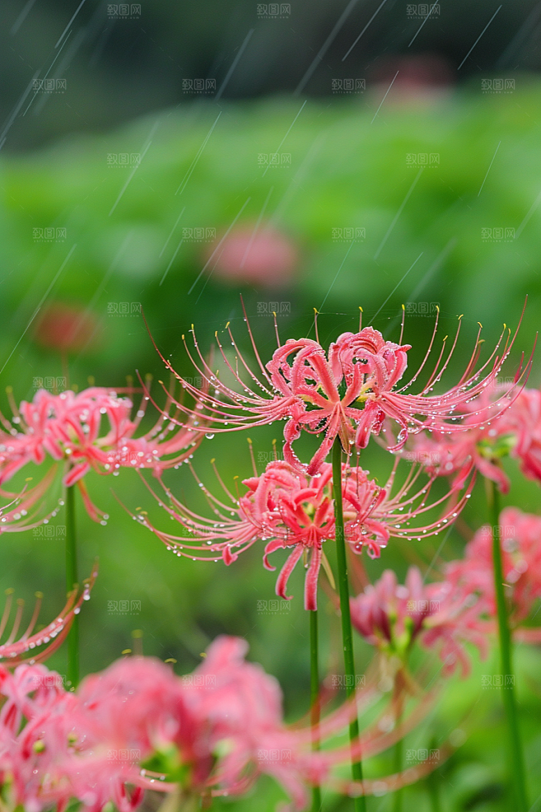 彼岸花植物花卉摄影图