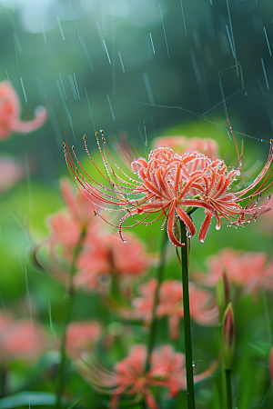 彼岸花植物冥界之花摄影图