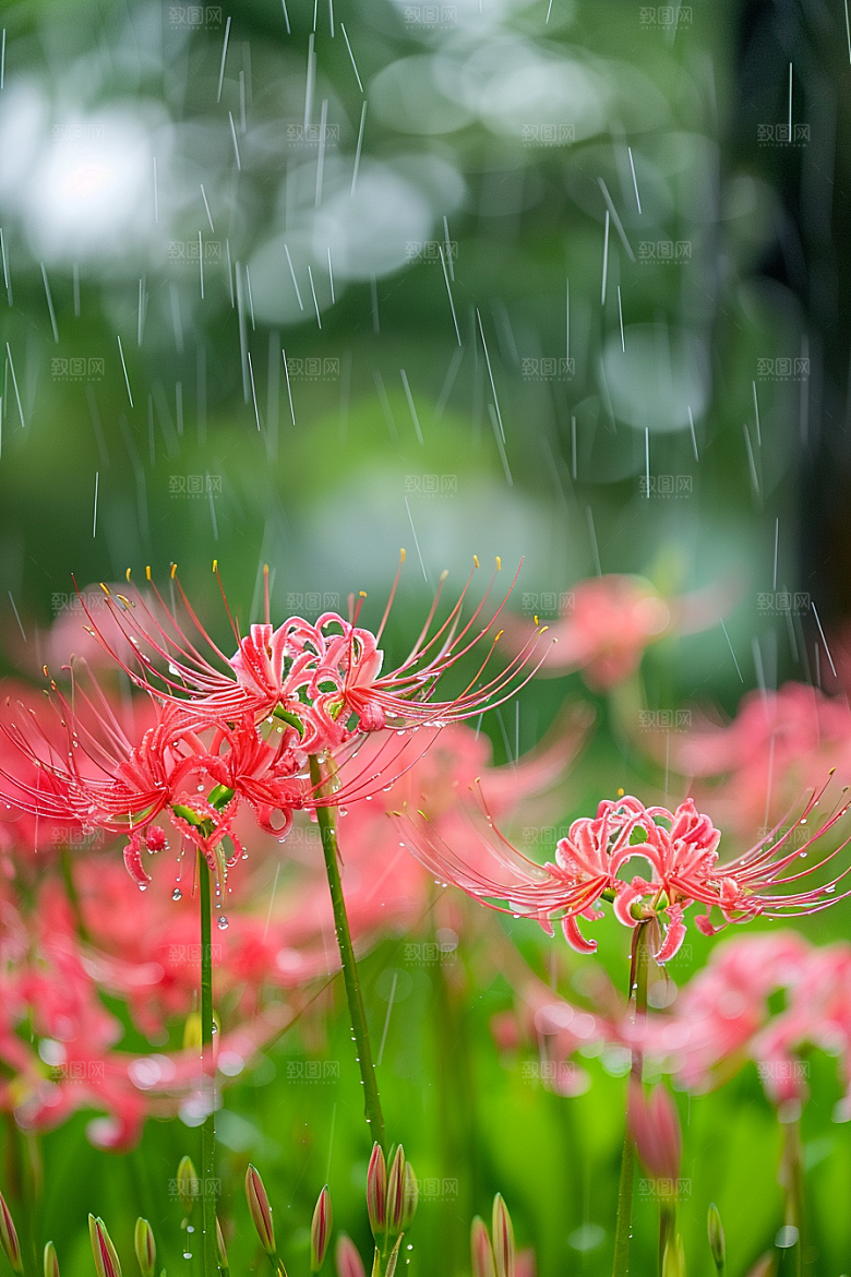 彼岸花植物冥界之花摄影图
