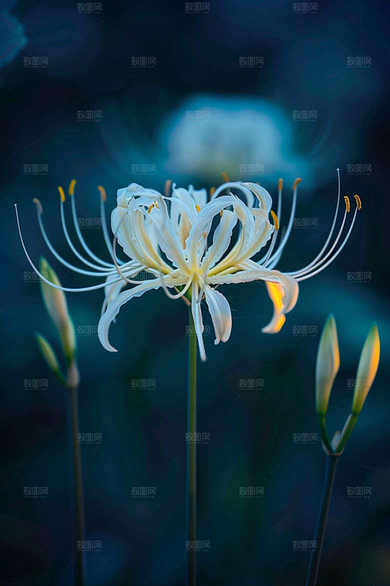 彼岸花冥界之花植物摄影图