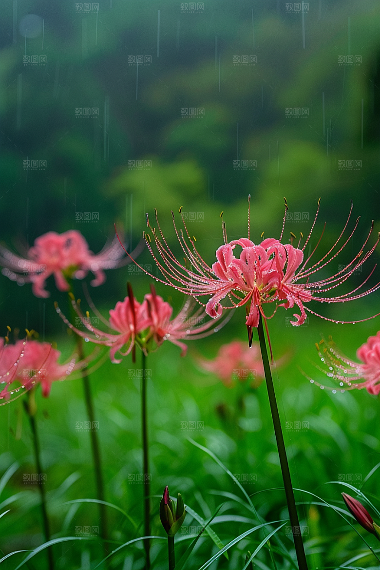 彼岸花石蒜初夏摄影图