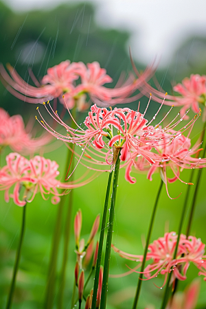 彼岸花冥界之花花朵摄影图