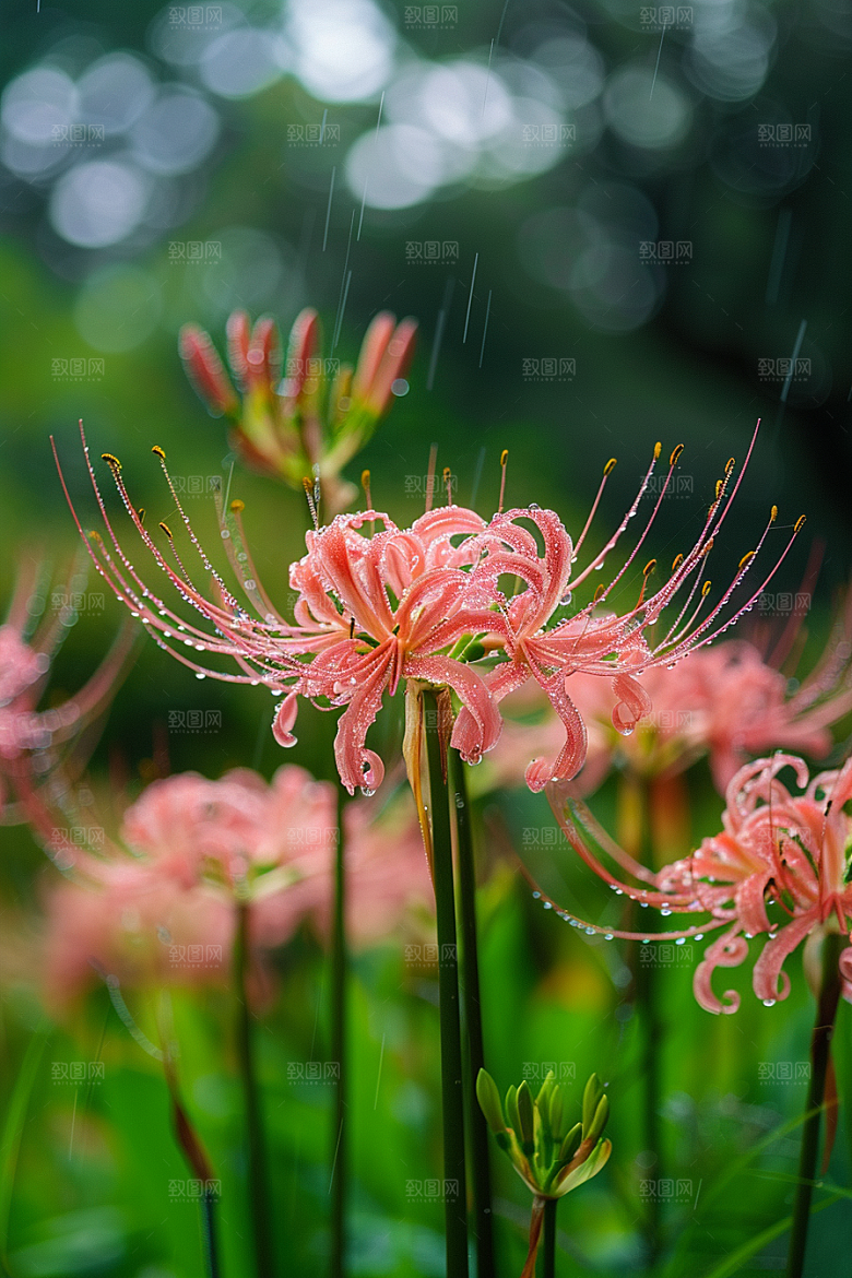 彼岸花冥界之花特写摄影图