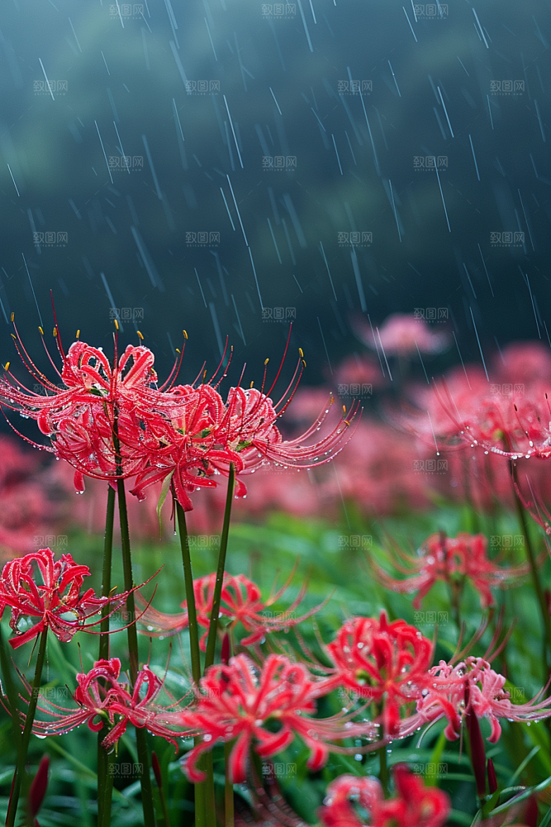 彼岸花曼殊沙华花卉摄影图