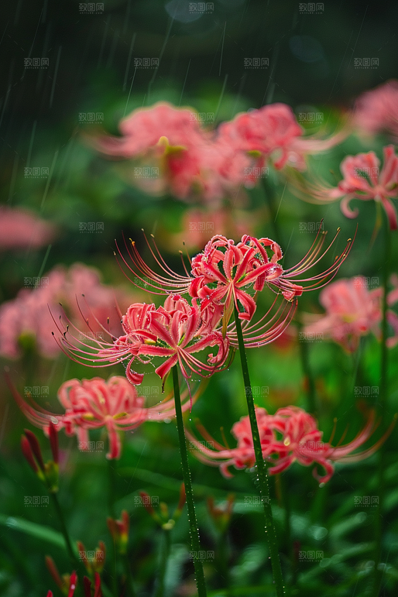 彼岸花花朵初夏摄影图