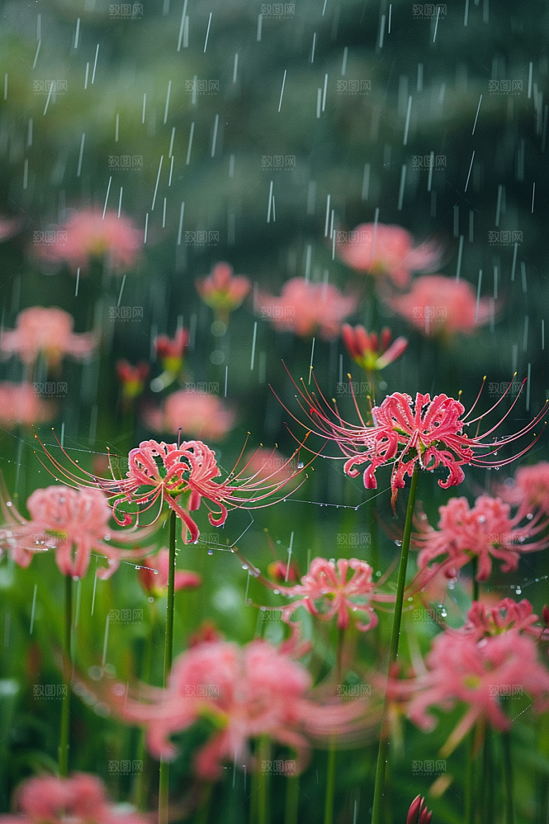 彼岸花花朵优雅摄影图
