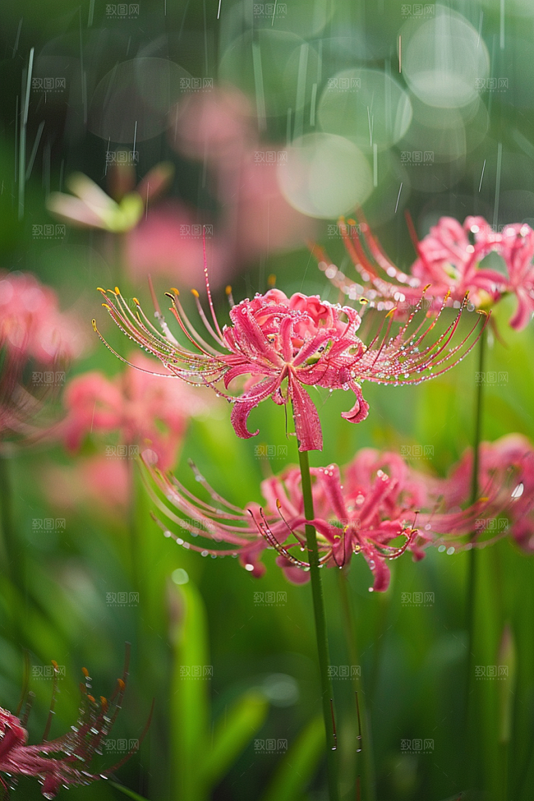 彼岸花冥界之花石蒜摄影图