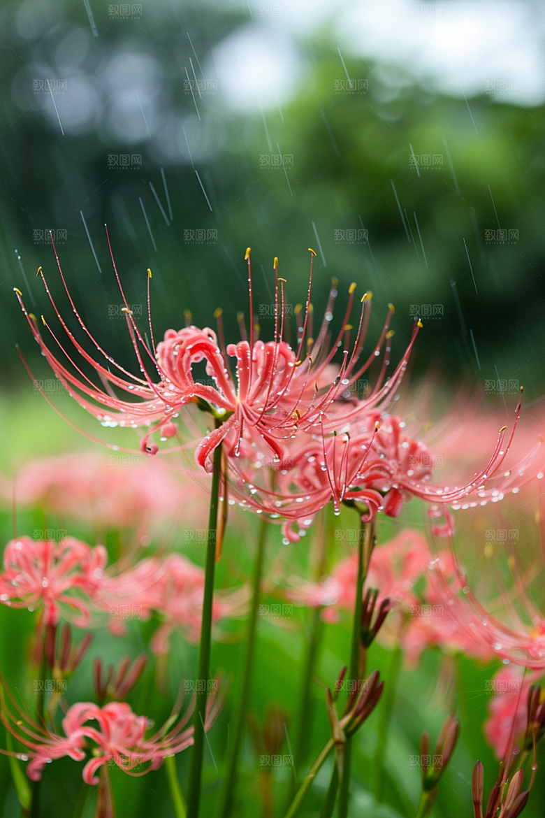 彼岸花唯美植物摄影图