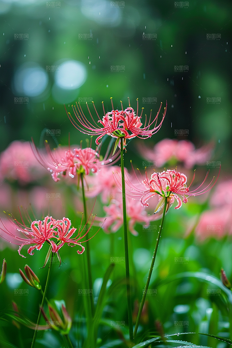 彼岸花冥界之花优雅摄影图